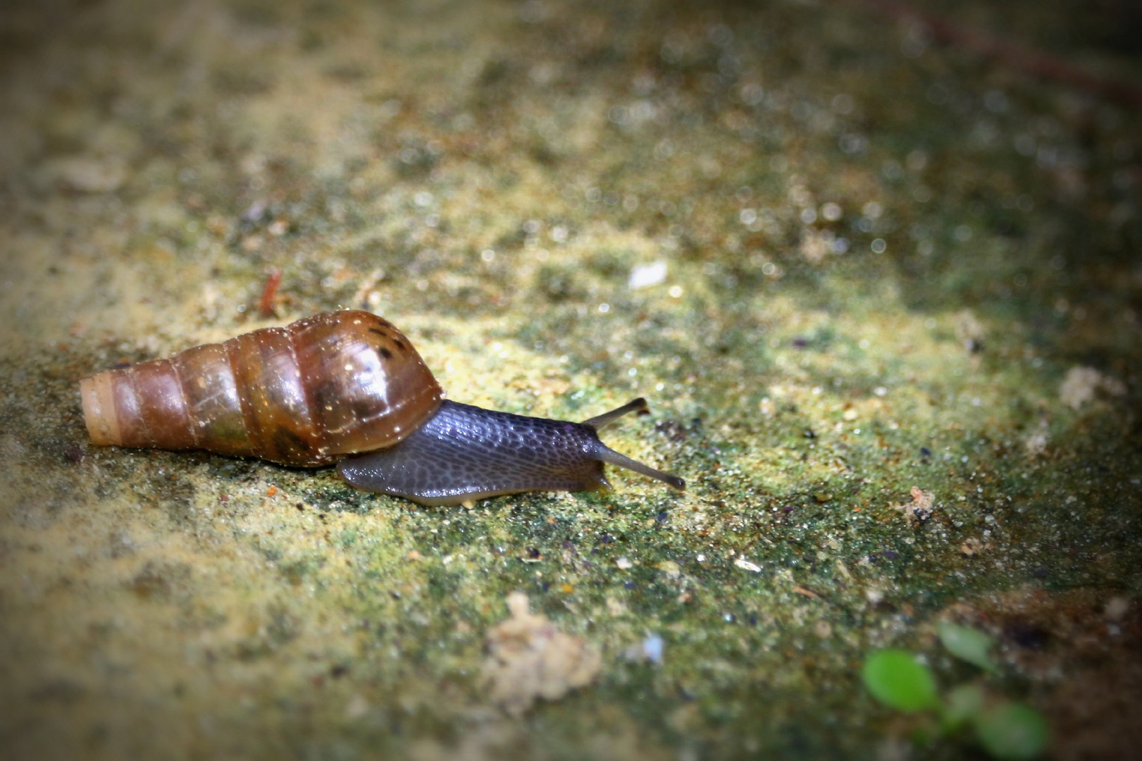 Caracol 