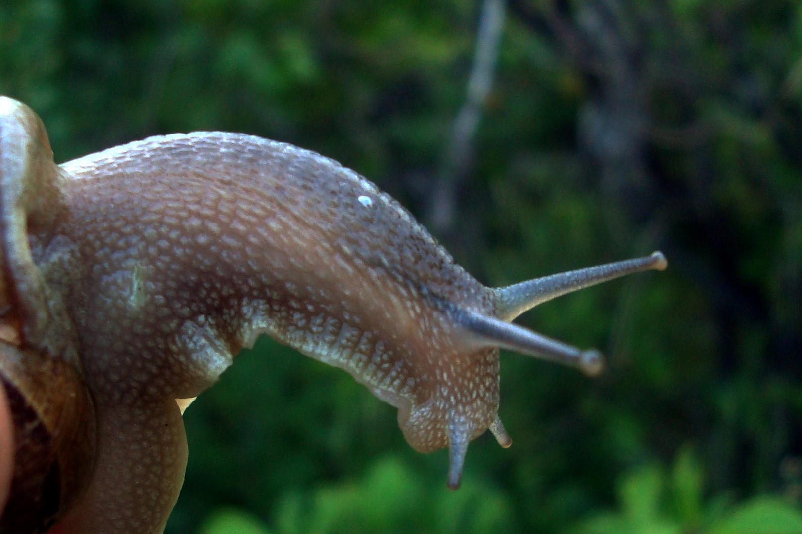 caracol