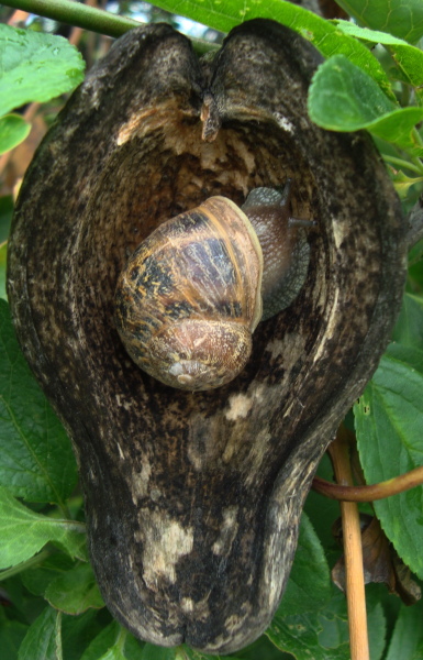 caracol