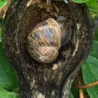 caracol