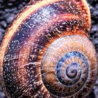 Caracol