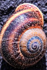 Caracol