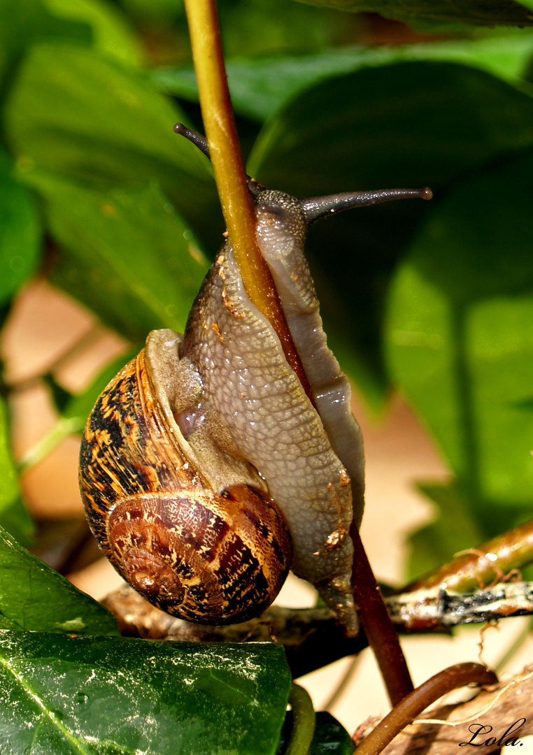 Caracol