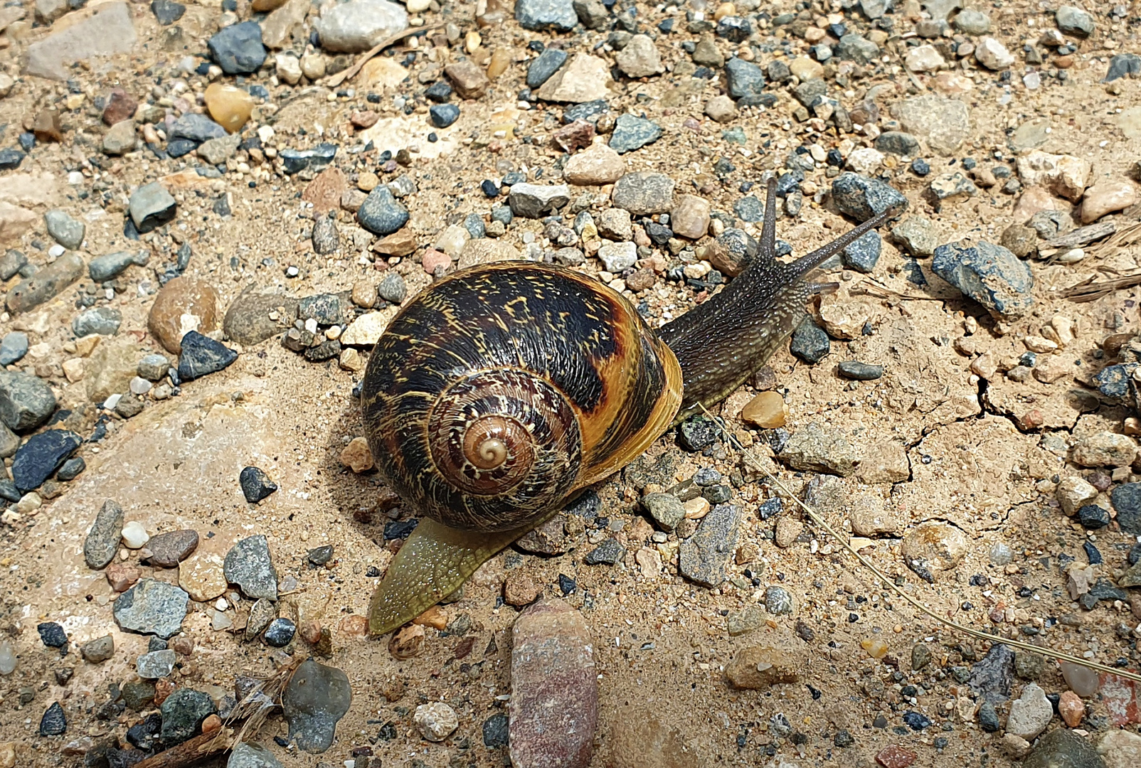 Caracol.