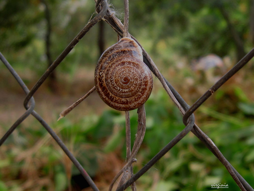 CARACOL