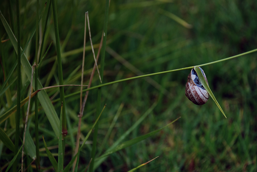 Caracol