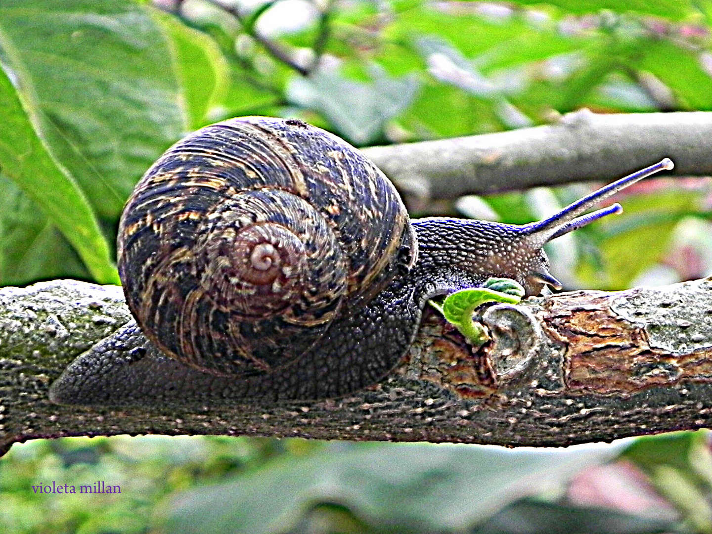 CARACOL BAJO LA LLUVIA