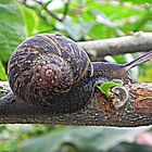 CARACOL BAJO LA LLUVIA