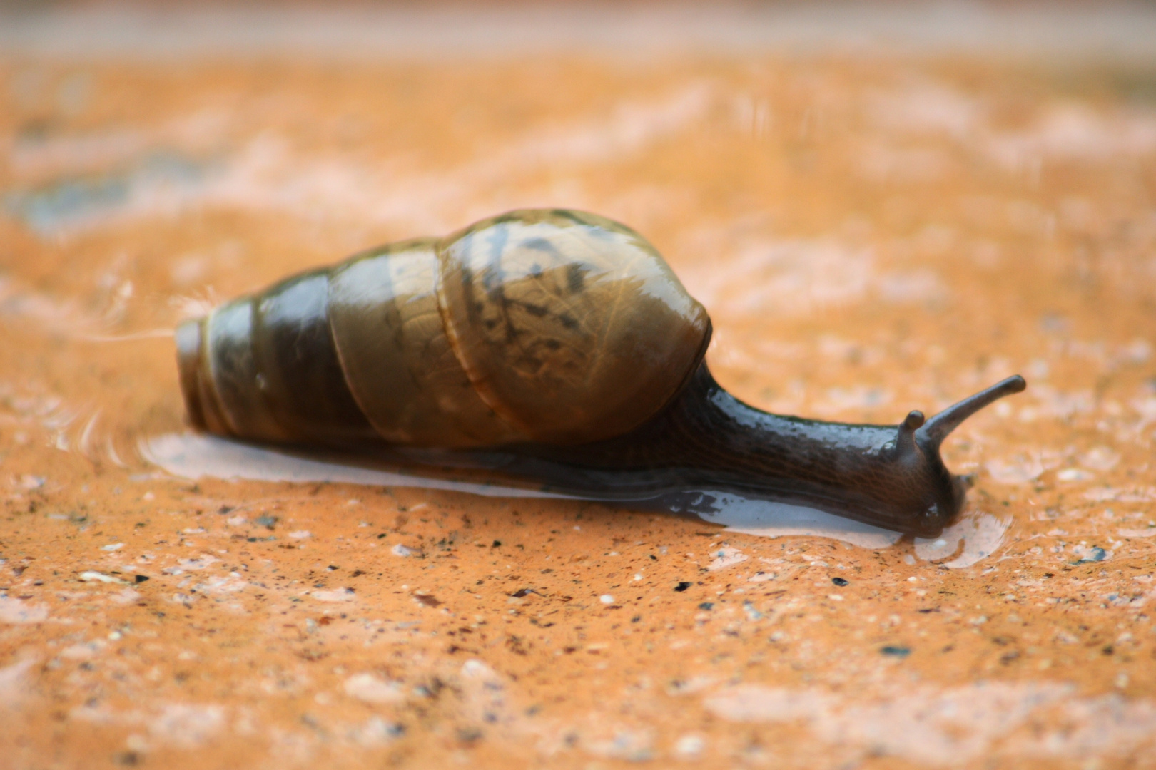 caracol buscando el sol