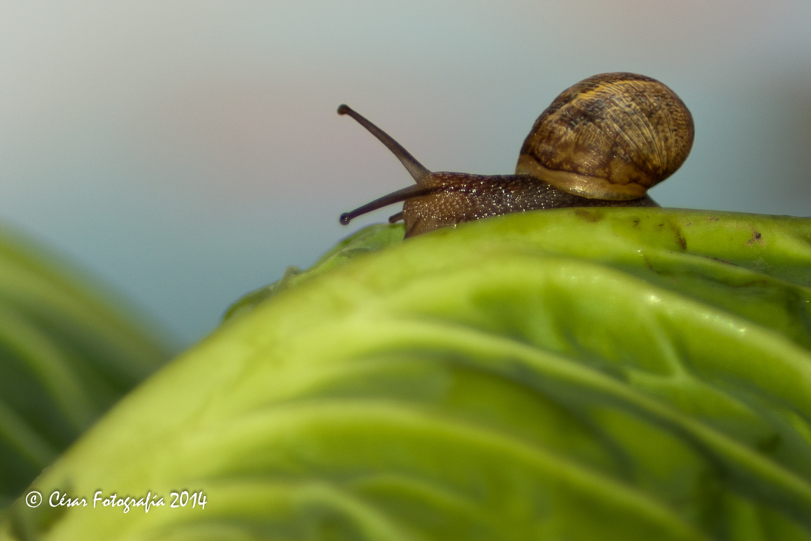 Caracol col col