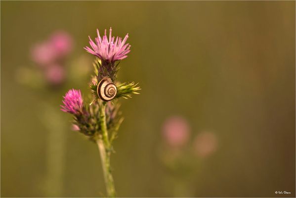 Caracol, col, col....