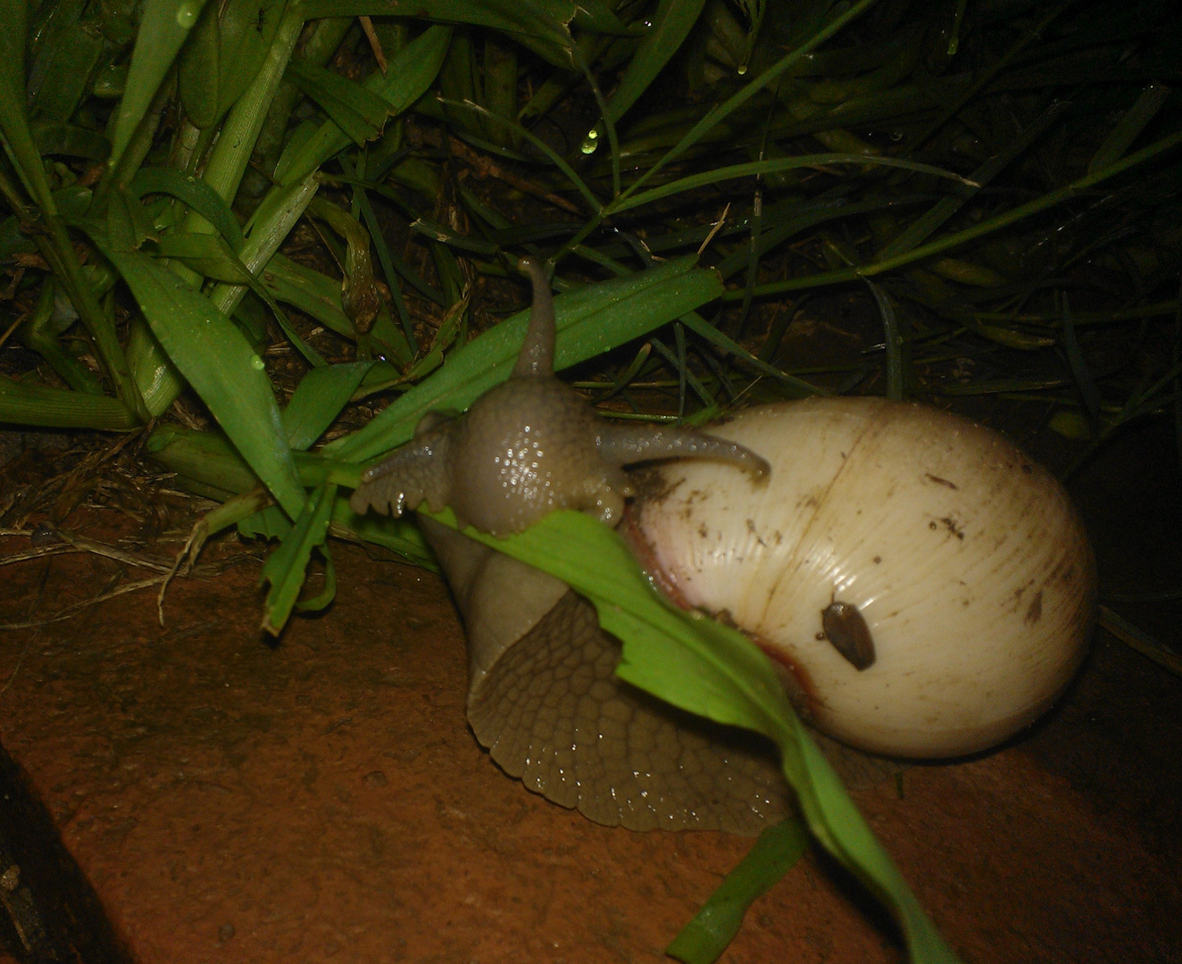 caracol comiendo una hoja