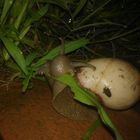 caracol comiendo una hoja