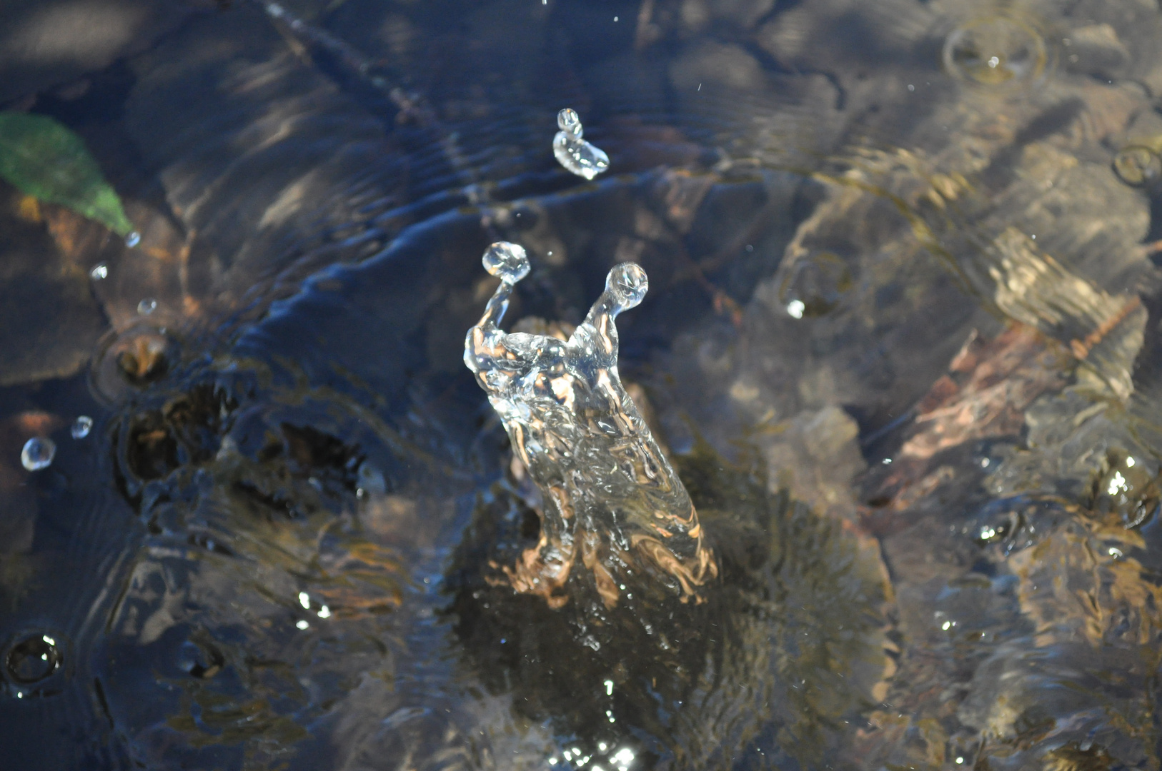 Caracol de agua :)