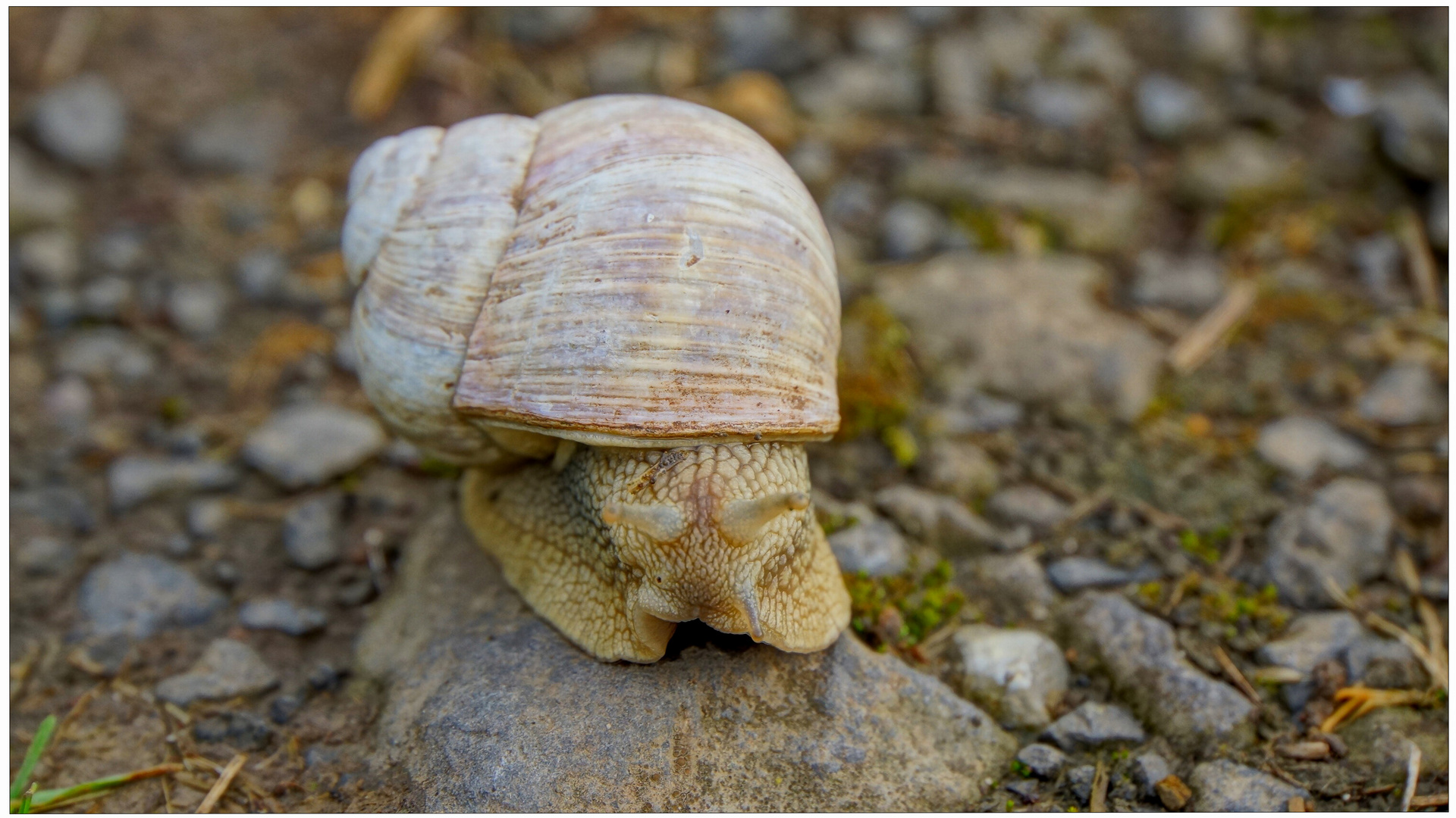 caracol de viñedo (Weinbergschnecke)