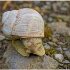 caracol de viñedo (Weinbergschnecke)