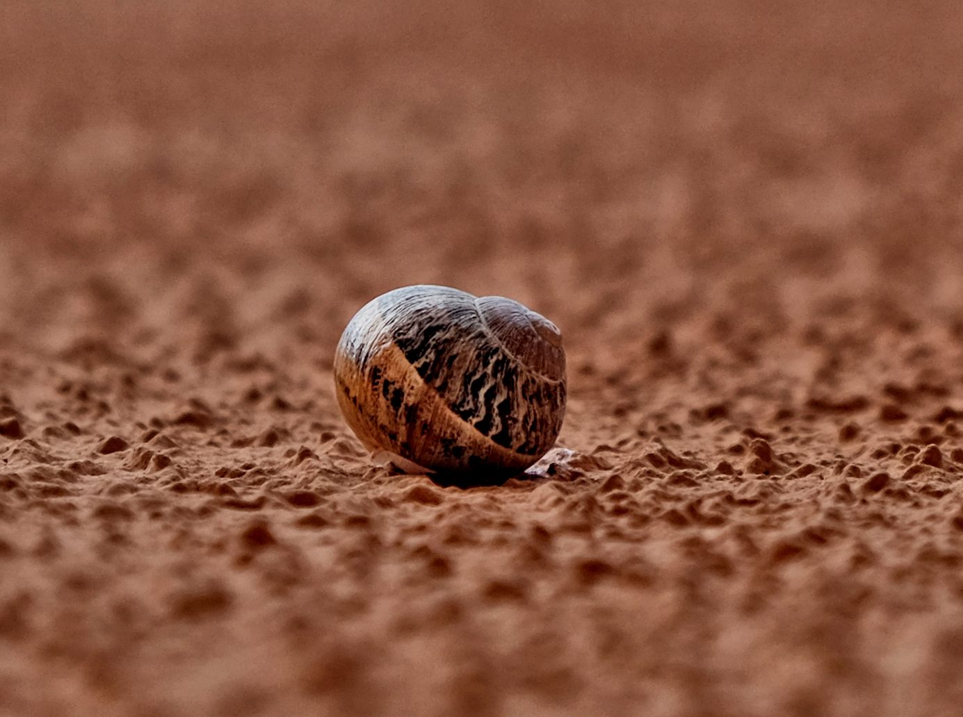 Caracol Detalle