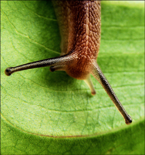 Caracol...