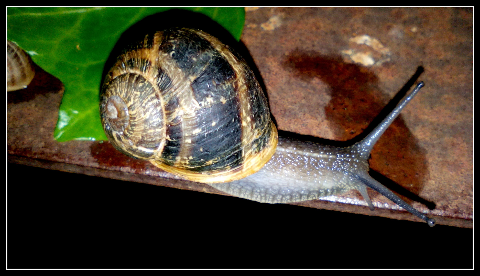 //// Caracol en la noche////