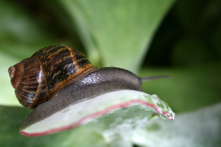 caracol en una crásula