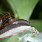 caracol en una crásula