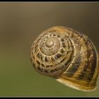 caracol