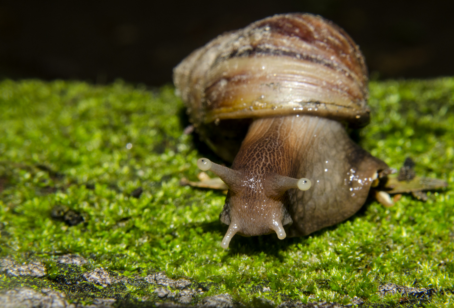 Caracol gigante africano