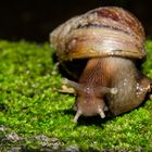 Caracol gigante africano