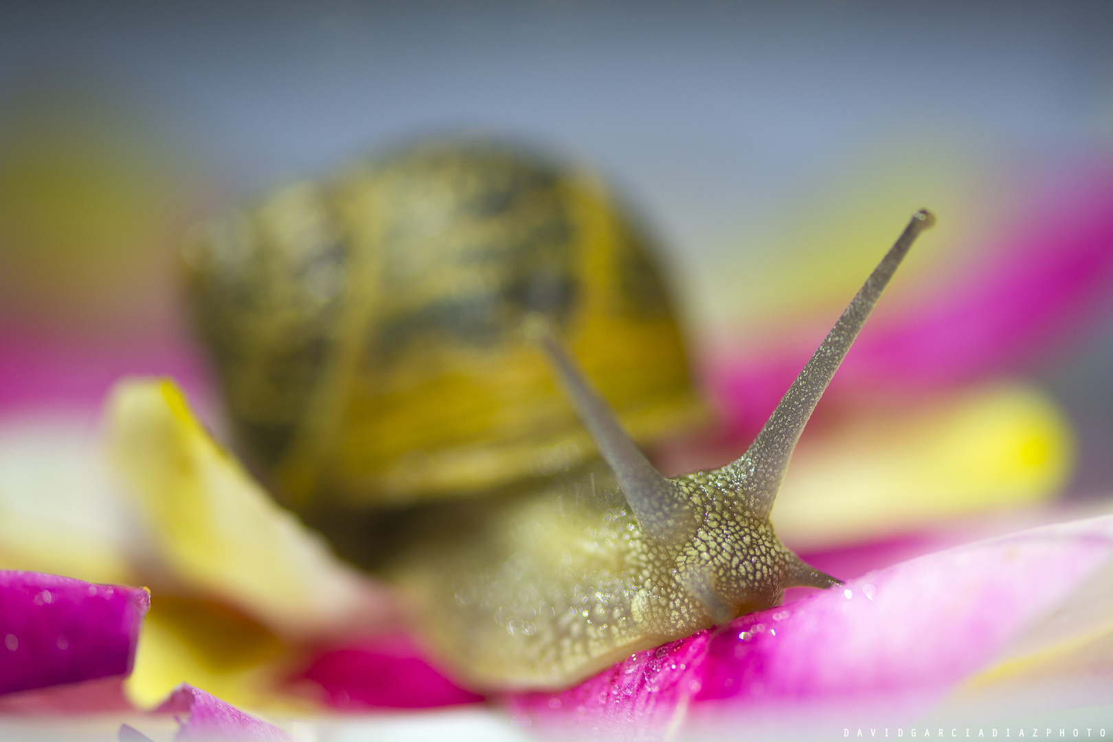 CARACOL MACRO