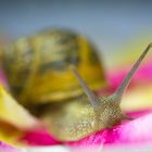 CARACOL MACRO