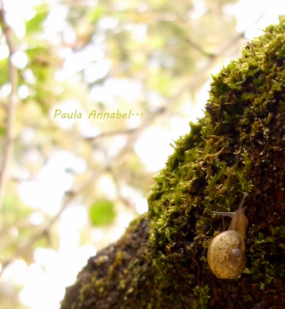 Caracol pequeño