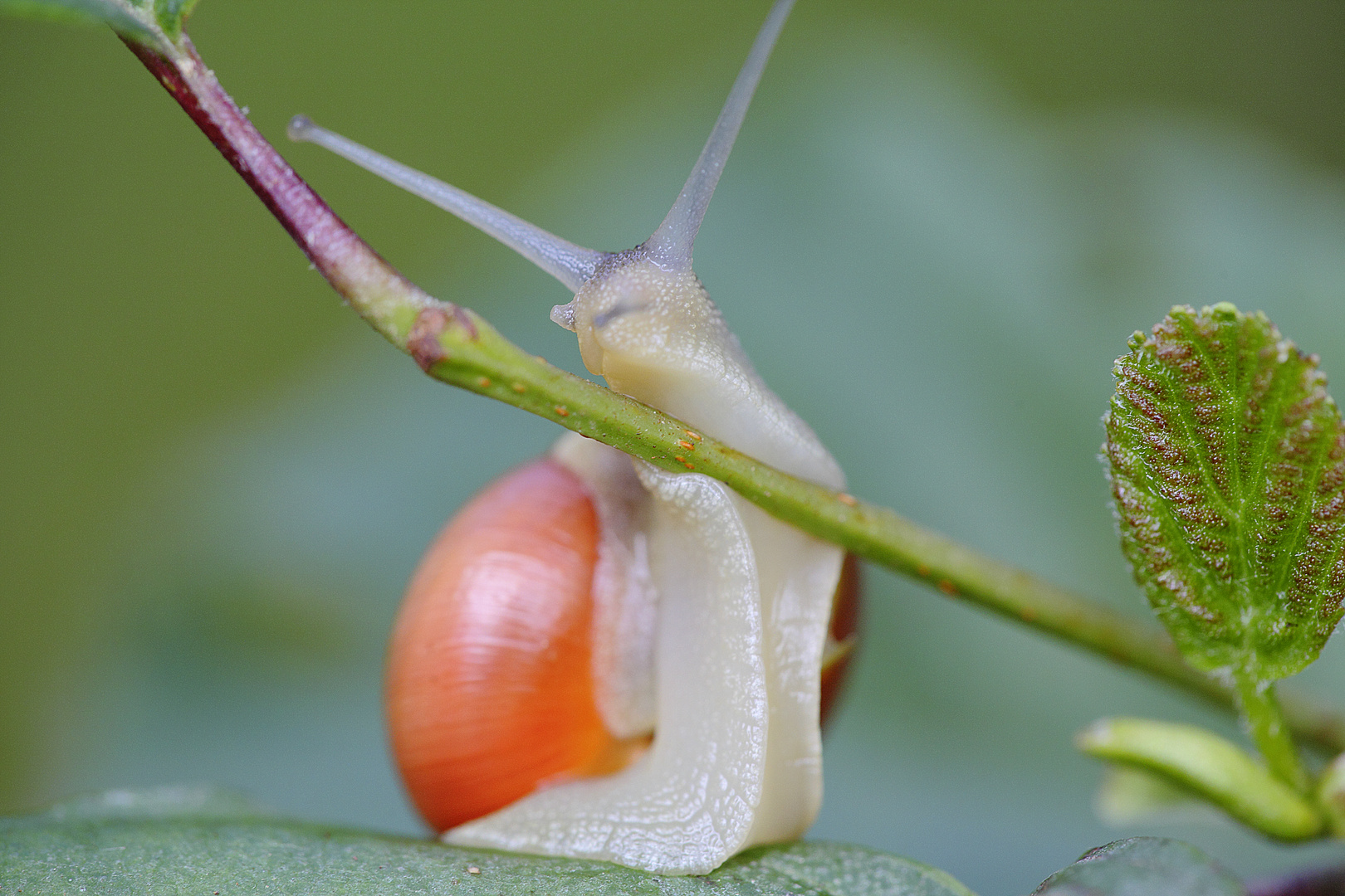 Caracol rojo