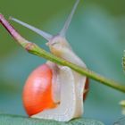 Caracol rojo