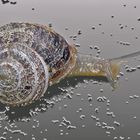 caracol sbre hielo