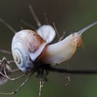 CARACOL SOBRE FLOR DEL AJO