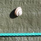 caracol y verde