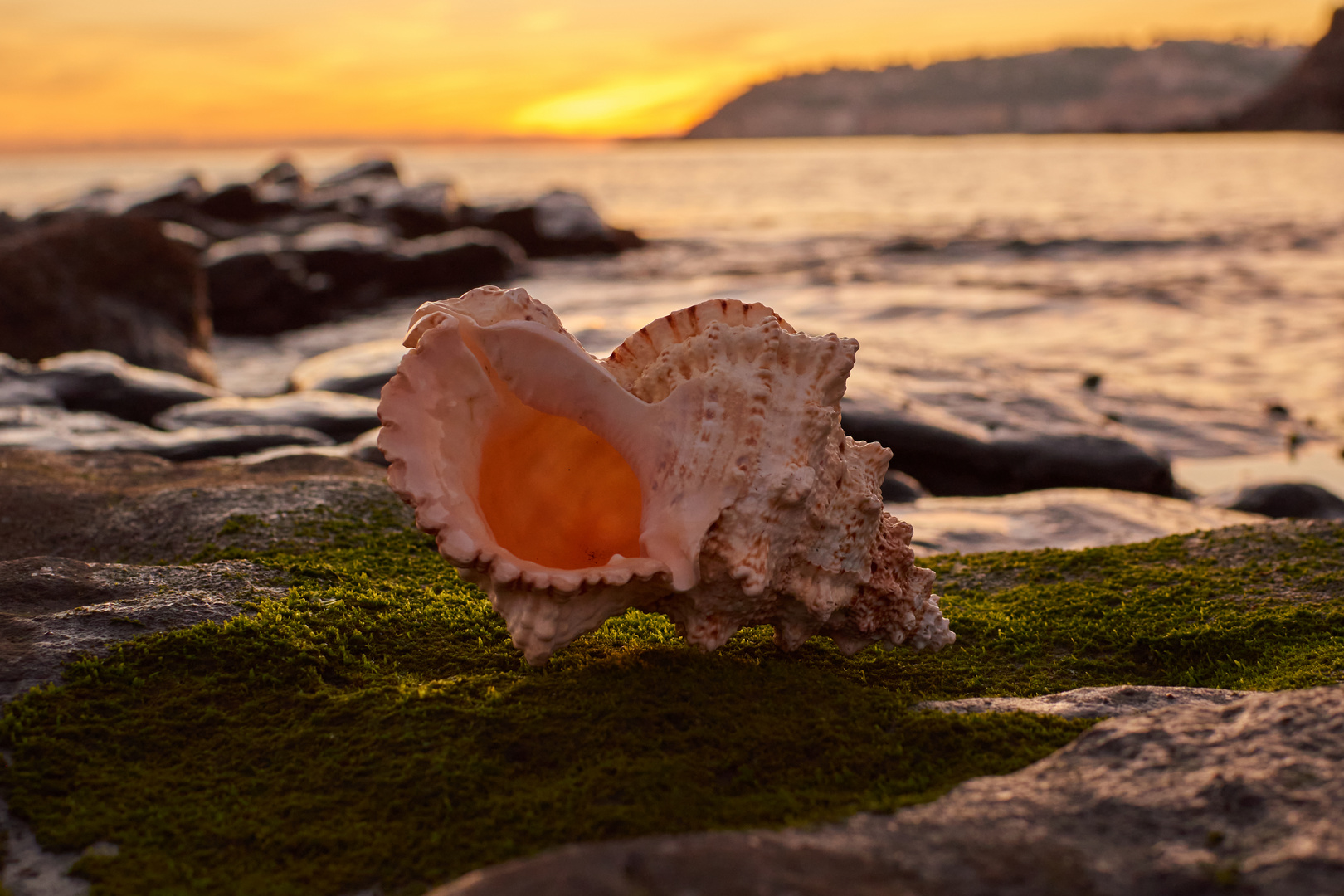 Caracola al atardecer 