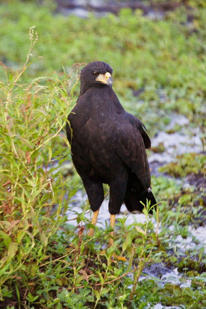 Caracolero - Snail Kite - Rostrhamus sociabilis