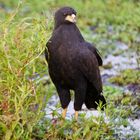 Caracolero - Snail Kite - Rostrhamus sociabilis