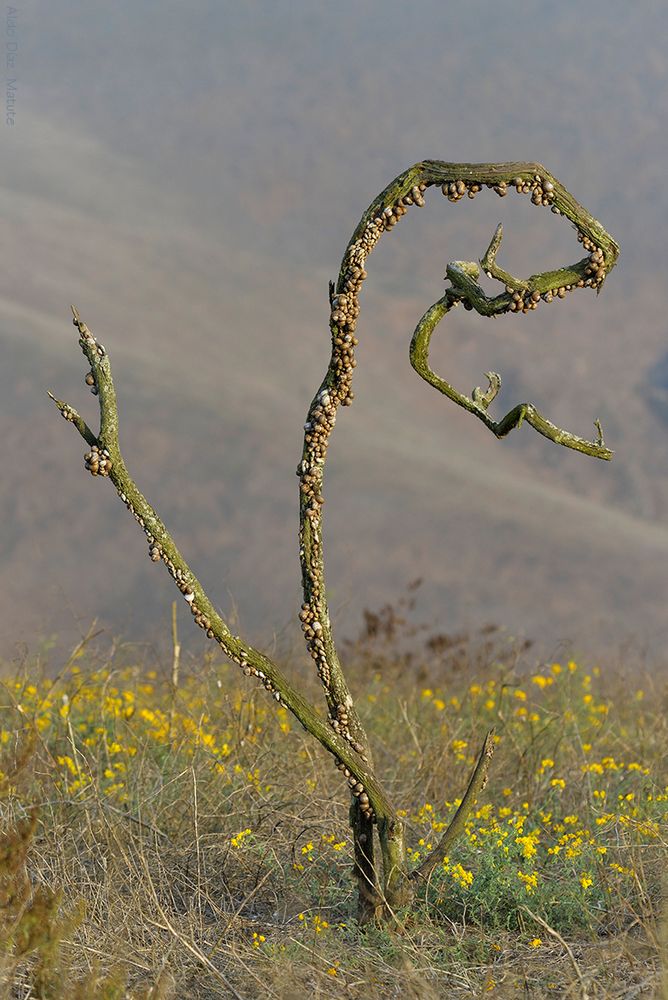 Caracoles en busca de humedad