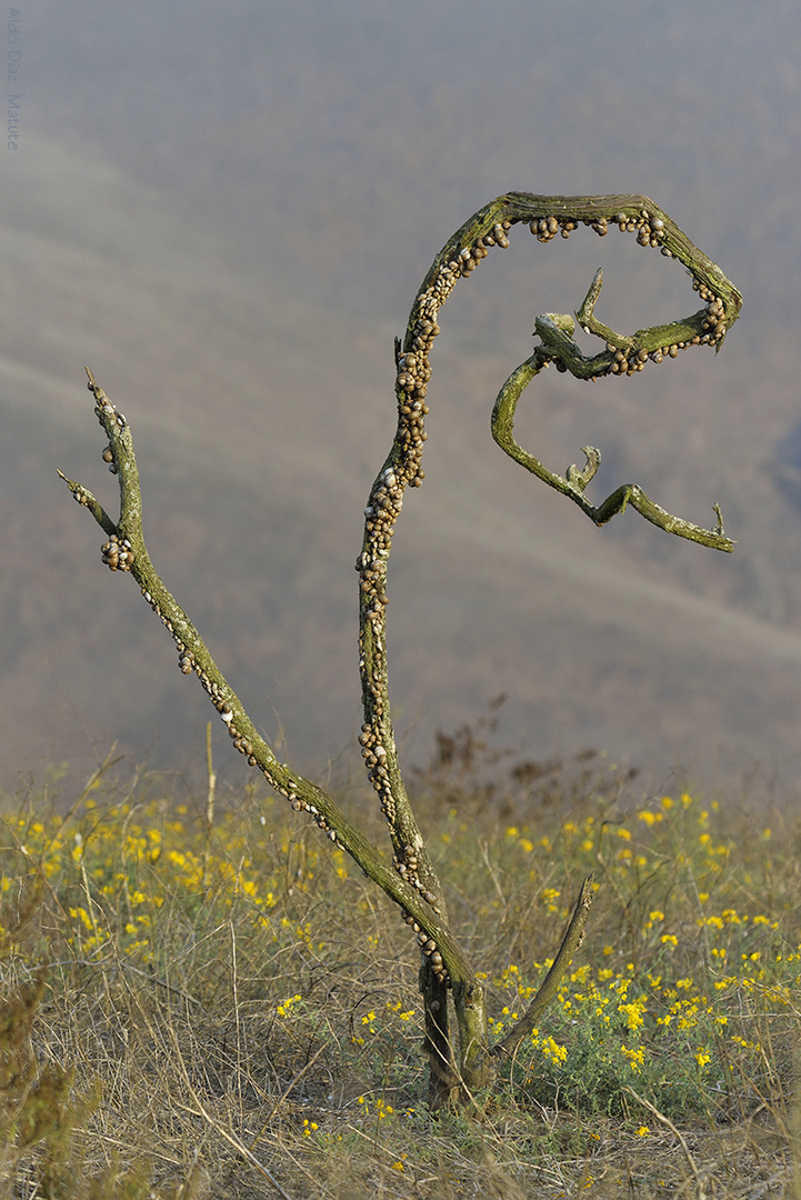 Caracoles en busca de humedad