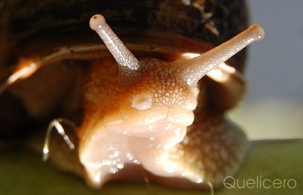 CARACOL/Galicia