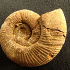 caracolillo- ANMONITE