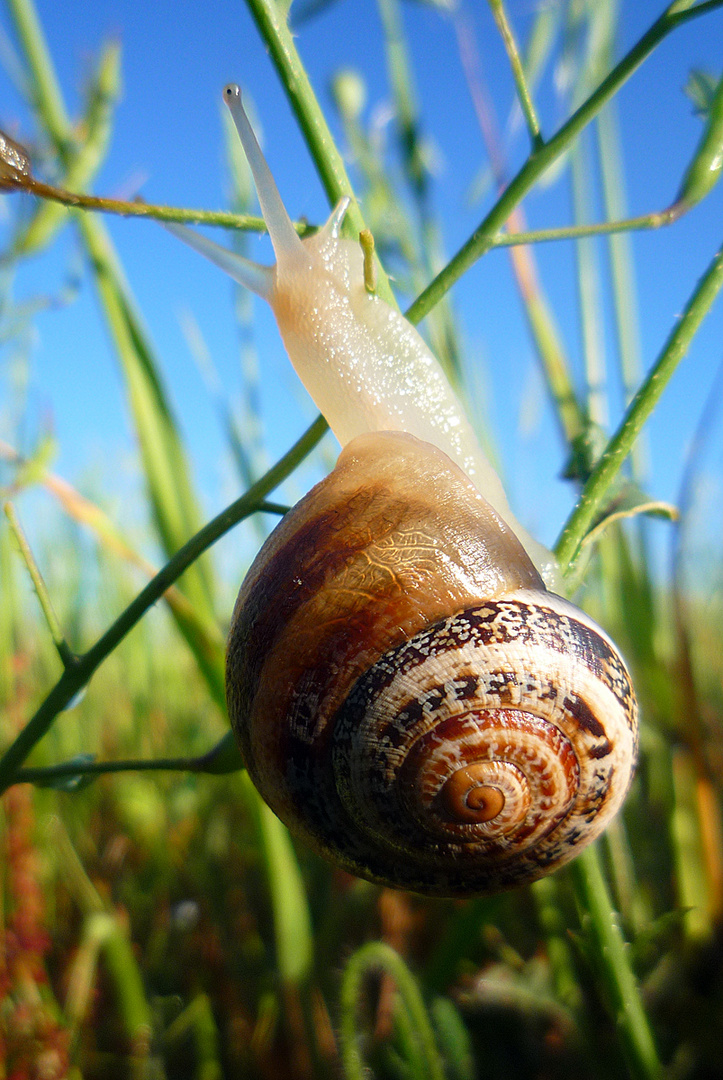 caracol_primavera menorca