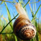 caracol_primavera menorca