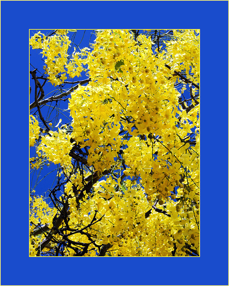Caraganier arborescent (accacia jaune) -- Gelbe Akazie (caragana arborescens)