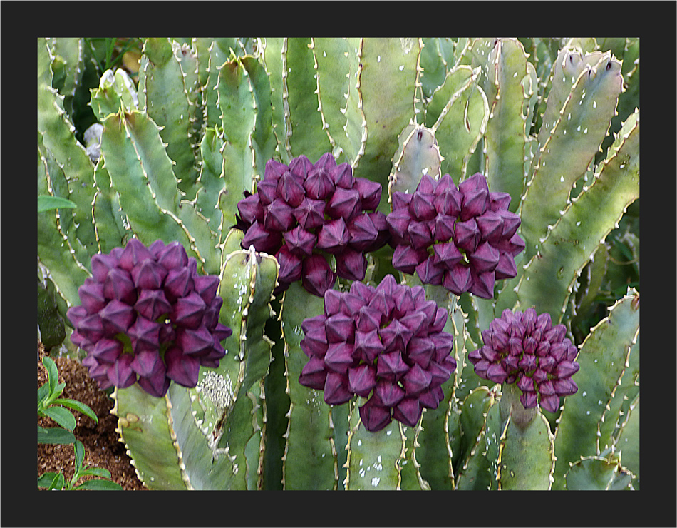 Caralluma Knospen