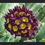 Caralluma speciosa