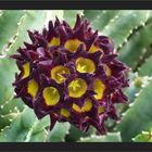 Caralluma speciosa