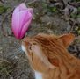 Caramel et la fleur de magnolia de Josiane FERRET 